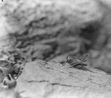 Warzenbeißer (Decticus verucivorus L.) bei Berchtesgaden, 1950 (Foto: Helmut Reichling).