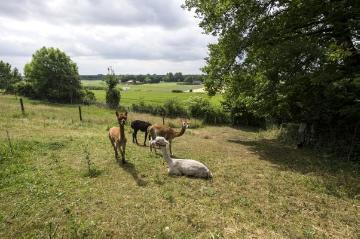 Die "Brochterbecker Alpakas" von Besitzerin Agnes Arent, an den Wochenenden stationiert in einem Gehege im Dorfzentrum - hier auf der Weide neben dem Garten von Ewald Kluck. Gelände am Kleeweg, Sommer 2015.