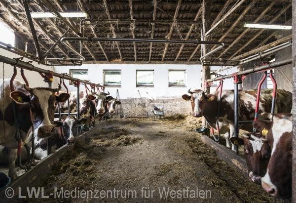 10_13142 Landwirtschaft in Westfalen - Milchviehzucht auf Hof Bieke, Lennestadt