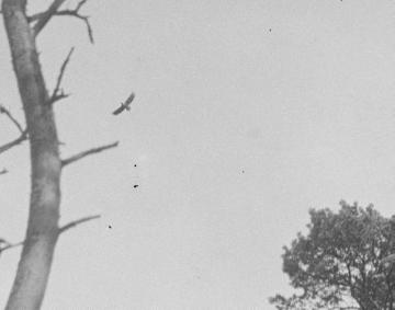 Dr. Hermann Reichling, ornithologische Studien: Flugbild des Seeadlers (Haliaeetus albicilla) - Darß, Juni 1929. Ausschnittvergrößerung von Bild Nr. 13_855.