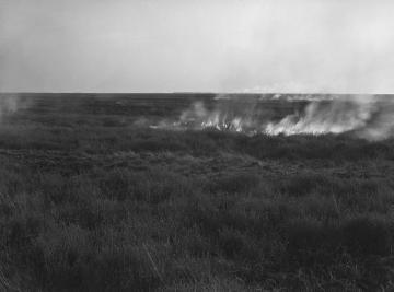 Moorbrand im Dalumer Moor, 1938.