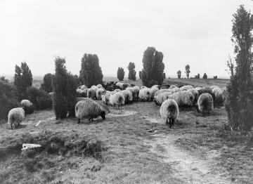 Schafherde in der Lüneburger Heide, Mai 1926.