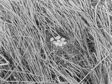 Gelege des Teichrohrsängers (Acrocephalus scirpaceus) mit Kuckucksei - Huronensee im Naturschutzgebiet Gelmerheide bei Münster. Dokumentation des Ornithologen Dr. Hermann Reichling, Juni 1931