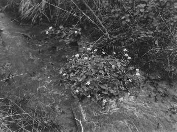 Die Sumpfpflanze Drachenwurz (Calla palustris L.).