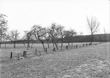 Baumstümpfe als Pfähle im Kreis Borken, 1953.