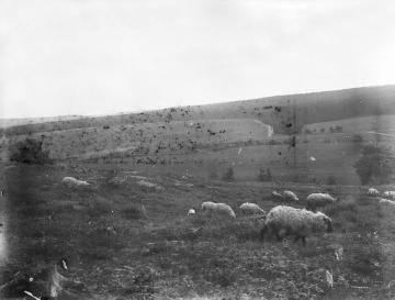 Weidende Schafe im Möhnetal bei Belecke