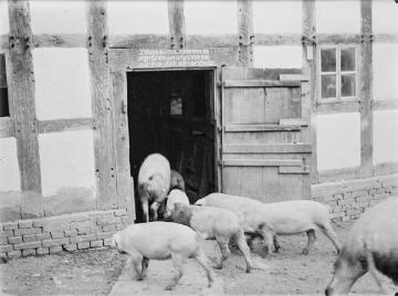Bäuerliche Hofwirtschaft: Eintrieb in den Schweinestall. Vermutlich Ostwestfalen. Ohne Angaben, undatiert.