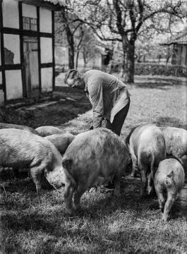 Bäuerliche Hofwirtschaft: Schweinehaltung mit Freilauf im Schweinekoben. Vermutlich Ostwestfalen. Ohne Angaben, undatiert.