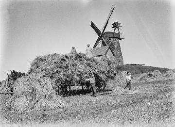 Getreideernte an der Liesbergmühle in Enger, auf einer Anhöhe von 118 Meter Höhe errichtet 1756, stillgelegt 1960 - Wahrzeichen der Stadt. Undatiert, 1940er Jahre?