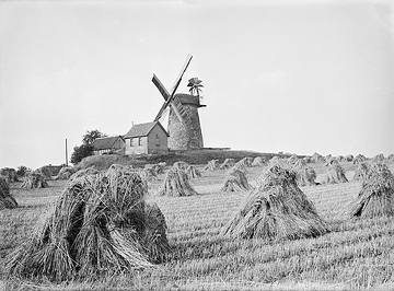 Getreideernte an der Liesbergmühle in Enger, auf einer Anhöhe von 118 Meter Höhe errichtet 1756, stillgelegt 1960 - Wahrzeichen der Stadt. Undatiert, 1940er Jahre?