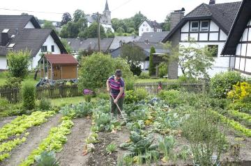 Menschen in Elsoff: Zu Besuch bei Erna Zacharias, ehemalige Küsterin der ev. Andreas-Kirche - Arbeit im Gemüsebeet. Juli 2016, Am Reitelsberg. 