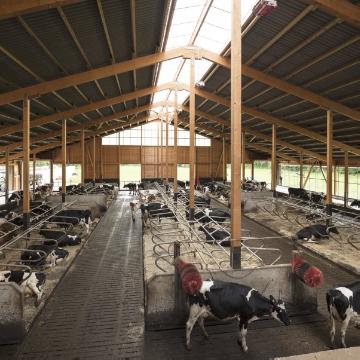 Wirtschaft in Elsoff: Artgerechte Tierhaltung auf dem Milchhof Markus Zacharias - Blick in die Offenstallhalle mit Direktzugang zur Weide. Hofbesuch im Juli 2016, Unterm Rüttel 5.