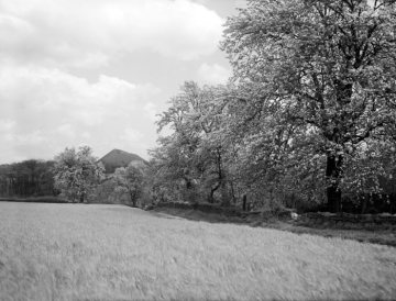 Obstbaumreihe am Wiesenrand mit Blick auf eine Abraumhalde in Brünninghausen