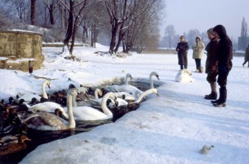Spaziergänger beim Schwänefüttern auf dem gefrorenen Aasee