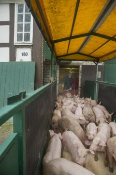 Sattelmeierhof Ebmeyer, Enger-Oldinghausen - Familienbetrieb im Produktionszweig Ackerbau und Schweinezucht. Hier: Austrieb von Schweinen aus dem historischen Stallgebäude, Februar 2015.
