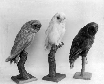 Sumpfohreule, Albino-Waldkauz, melanistischer Waldkauz - Vogelpräparate im Provinzial-Museum für Naturkunde, Münster.