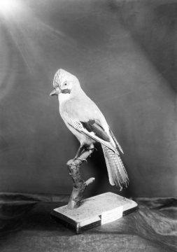 Eichelhäher - Vogelpräparat im Provinzial-Museum für Naturkunde, Münster.