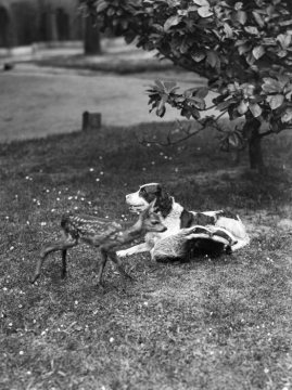 Jagdhund mit Rehkitz an der Villa "Tuckesburg" im Zoologischen Garten Münster, seinerzeit Wohnsitz der Familie Hermann Reichling, 1925.