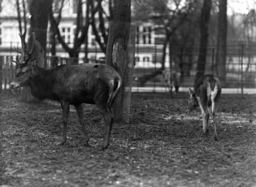 Hirsche im Zoologischen Garten an der Aa, Münster - gegründet von Prof. Hermann Landois, 1875 eröffnet als erster zoologischer Garten Westfalens. Undatiert, geschätzt 1920er Jahre