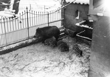 Wildschweingehege im Zoologischen Garten an der Aa, Münster - gegründet von Prof. Hermann Landois, 1875 eröffnet als erster zoologischer Garten Westfalens. Undatiert, geschätzt 1920er Jahre
