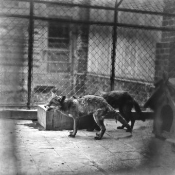 Fuchsgehege im Zoologischen Garten an der Aa, Münster - gegründet von Prof. Hermann Landois, 1875 eröffnet als erster zoologischer Garten Westfalens. Undatiert, geschätzt 1920er Jahre