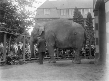 Zoologischer Garten an der Aa, Münster, 1924: Elefantenkuh "August" am 25. Jahrestag ihrer Überführung von Sri Lanka nach Münster 1899 (gestorben 1939).