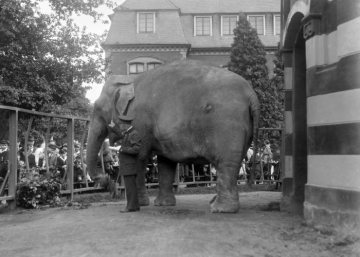 Zoologischer Garten an der Aa, Münster, 1924: Elefantenkuh "August" am 25. Jahrestag ihrer Überführung von Sri Lanka nach Münster 1899 (gestorben 1939).
