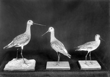Uferschnepfe und Jungtiere - Vogelpräparate im Provinzial-Museum für Naturkunde, Münster.