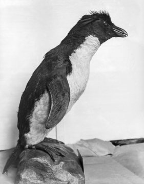 Pinguin - Vogelpräparat im Provinzial-Museum für Naturkunde, Münster (1914).