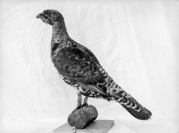 Auerhenne - Vogelpräparat im Provinzial-Museum für Naturkunde, Münster.