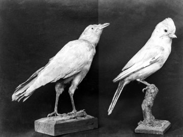 Rabenkrähe (l.) und Eichelhäher - Vogelpräparate im Provinzial-Museum für Naturkunde, Münster.