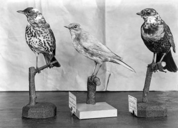 Misteldrossel, Rotdrossel, Scheckige Ringdrossel - Vogelpräparate im Provinzial-Museum für Naturkunde, Münster.