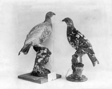 Schneehühner - Vogelpräparate im Provinzial-Museum für Naturkunde, Münster.
