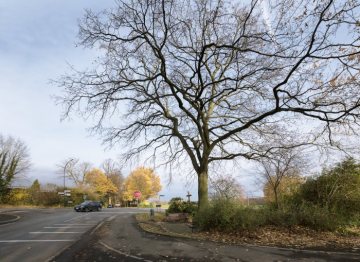 Holzwickede östlich des Ortskerns: Der "Hilgenbaum", Wappenbaum der Gemeinde an der Kreuzung Massener Straße/Goethestraße. November 2017.
