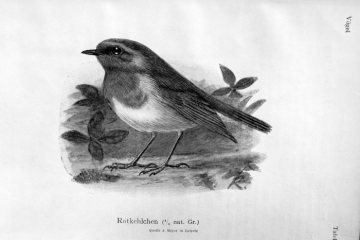 Rotkehlchen (Zeichnung), Präparationsvorlage, Westfälisches Provinzialmuseum für Naturkunde, Münster