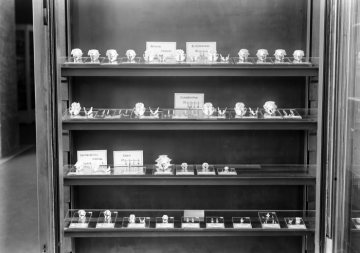 Ausstellung eines Naturkundemuseums (Ort nicht überliefert) - fotografiert von Museumsdirektor Dr. Hermann Reichling auf einer Bereisung 16 deutscher Museen zur Entwicklung eines Ausstellungskonzeptes für sein Naturkundemuseum in Münster. Undatiert, geschätzt um 1920.