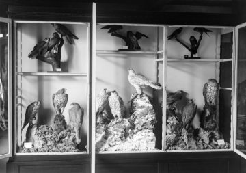 Ausstellung eines Naturkundemuseums (Ort nicht überliefert) - fotografiert von Museumsdirektor Dr. Hermann Reichling auf einer Bereisung 16 deutscher Museen zur Entwicklung eines Ausstellungskonzeptes für sein Naturkundemuseum in Münster. Undatiert, geschätzt um 1920.