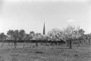 Delbrück-Ortsrand 1952: Streuobstwiese mit Blick auf den Kirchturm von St. Johannes Baptist.
