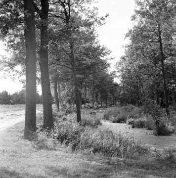 Ehemaliger Max-Clemens-Kanal bei Neuenkirchen, 1954