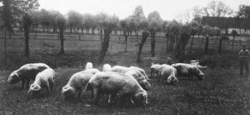 Schweineherde im Ravensberger Land