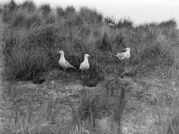 Dr. Hermann Reichling, vogelkundliche Exkursionen: Auf der Nordseeinsel Rottumeroog (NL), 1914 - unbewohnte Vogelinsel unter Verwaltung eines Strandvogtes.