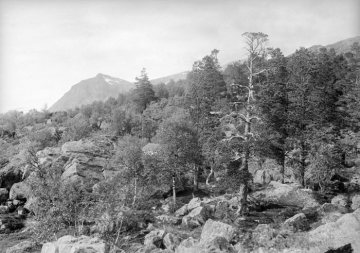 Dr. Hermann Reichling, Forschungsexkursionen: Schweden, Juli 1926 - Nationalpark Stora Sjöfallet bei Saltoluokta, Nordschweden.