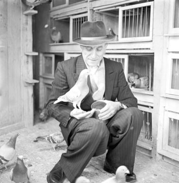 Taubenzüchter im Sonntagsanzug bei der Fütterung seiner Tiere, Castrop-Rauxel, 1967.