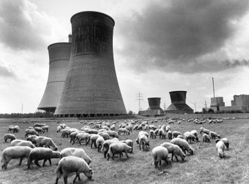 Weidende Schafe vor den Kühltürmen des Kernkraftwerk Hamm-Uentrop, Juli 1980.