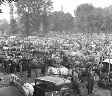 Pferdemarkt Telgte, 1949: Besuchermassen