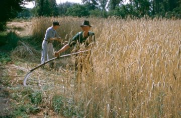 Getreideernte mit der Sense (Münsterland), 1960er Jahre
