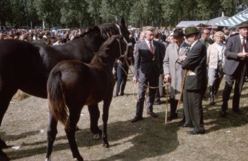 Pferdemarkt Telgte, 60er Jahre: Begutachtung einer Stute mit Fohlen