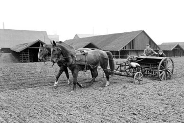 Feldbestellung mit dem Pferdegespann bei Castrop-Rauxel-Schwerin. Undatiert, Ende 1960er Jahre.