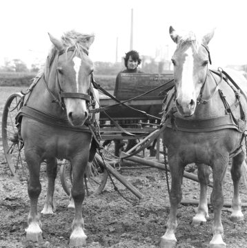 Feldbestellung mit dem Pferdegespann bei Castrop-Rauxel-Schwerin, Juni 1971.