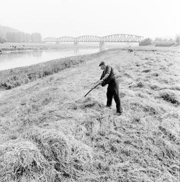 Heuernte an der Ruhr bei Witten, Juni 1977. Im Hintergrund: Brückenüberführung der Autobahn A43 Bochum-Witten-Wuppertal.